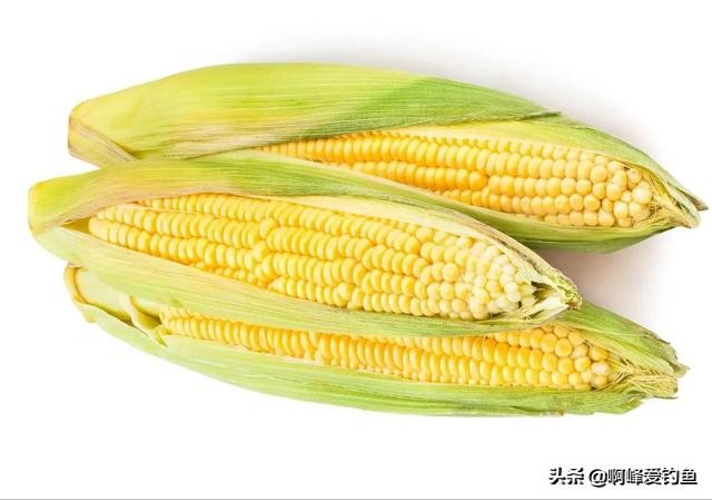 玉米饵钓鱼效果如何呢,万能钓鱼饵料是真的吗