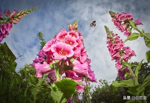我心中的花园圣地，所谓仙境大抵如此