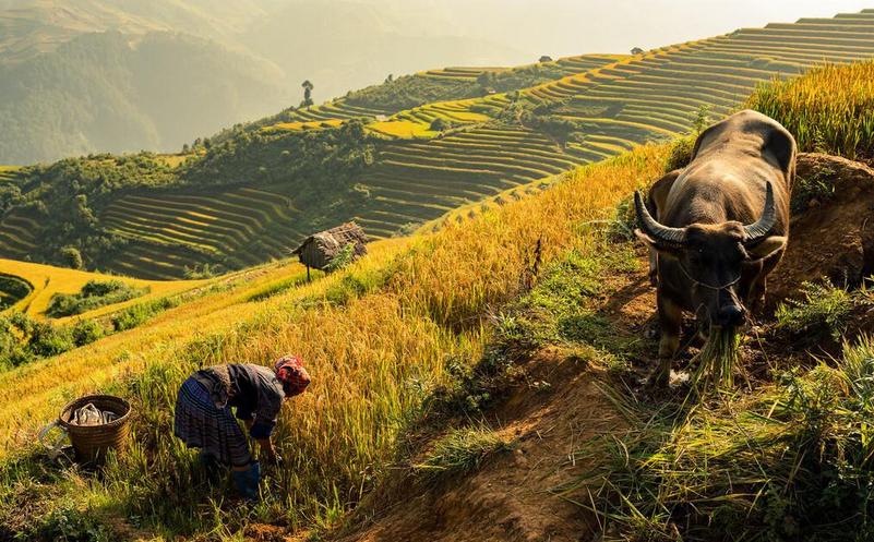 牛年遇到寡年有什么说法,牛年遇寡年好吗