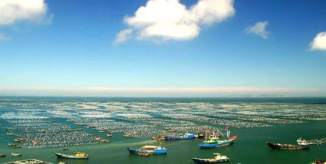 5万亩海洋牧场,青岛最大海洋牧场