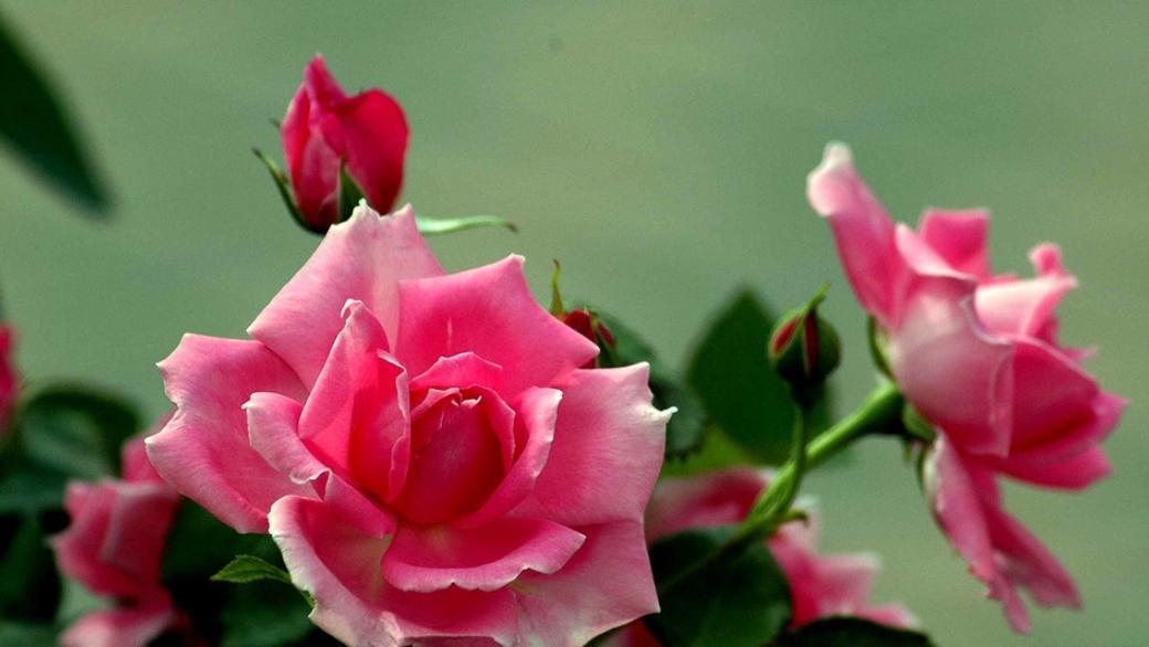 月季有什么养殖技巧，如何才能养好，需要注意什么