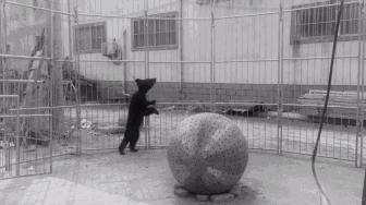 被囚34年取精，被迫亲手杀死爱子，最后只能挣扎着死去…