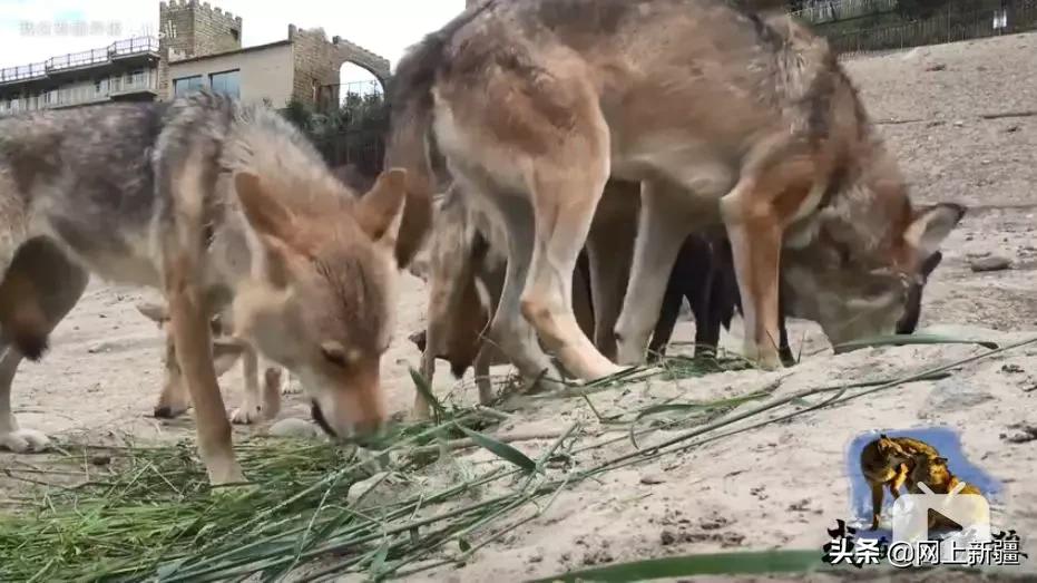 这位“女汉子”在*疆新**，把狼养成了哈士奇，就是经常揍狼的那个