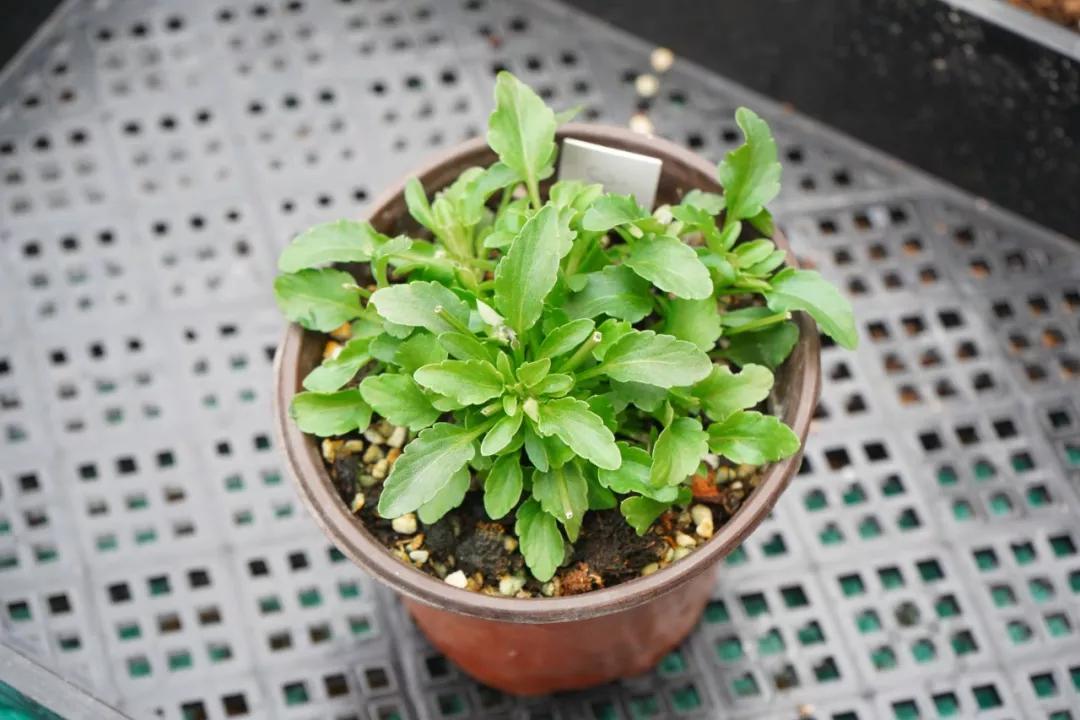 盆栽植物细长徒长怎么办,植物侧枝要不要修剪