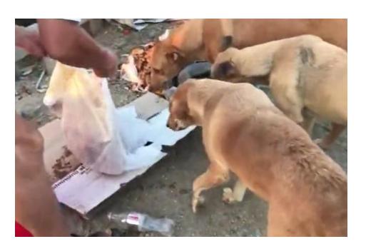 狗狗比较挑食应该吃什么狗粮好,三个多月的比熊狗狗挑食怎么办