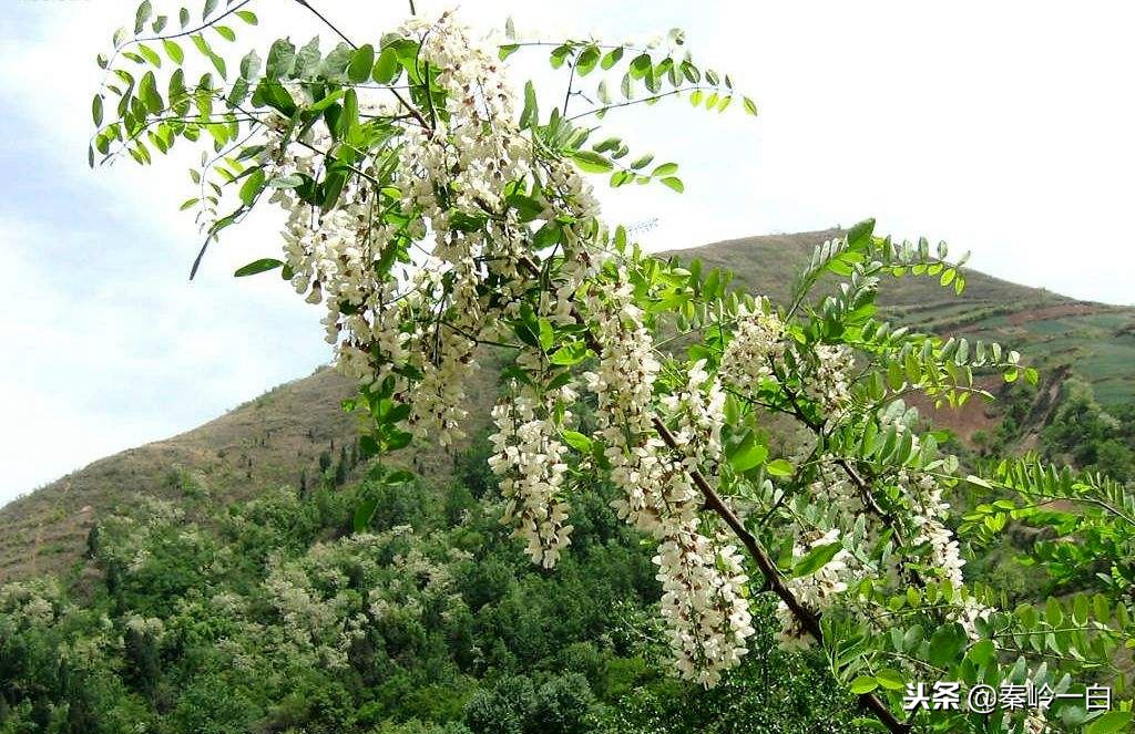 世界最好的蜂蜜品牌排行榜及产地,什么品种的蜂蜜最好最正宗