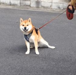 柴犬狗狗真的是通人性的,狗狗柴犬有多可爱呢