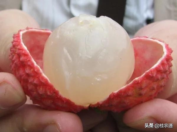 中国荔枝之乡是广西灵山还是广东,广西钦州灵山县是中国荔枝之乡吗