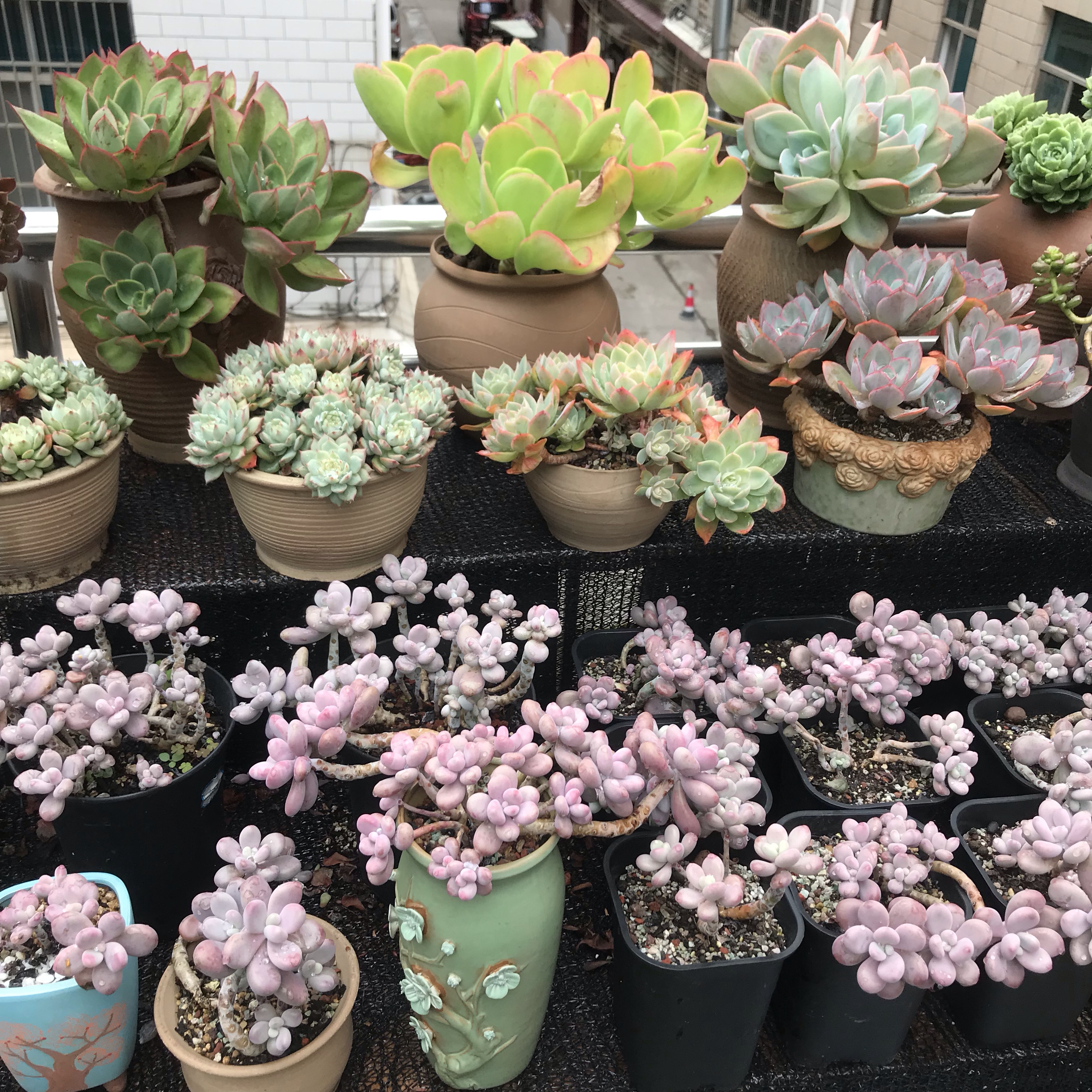 多肉叶片干瘪掉落怎么回事,多肉叶片长出一圈多肉该怎么办