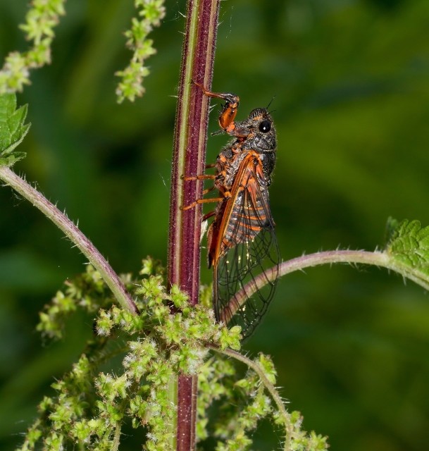 昆虫记蝉被称为什么,昆虫记蝉的特点和生活特征