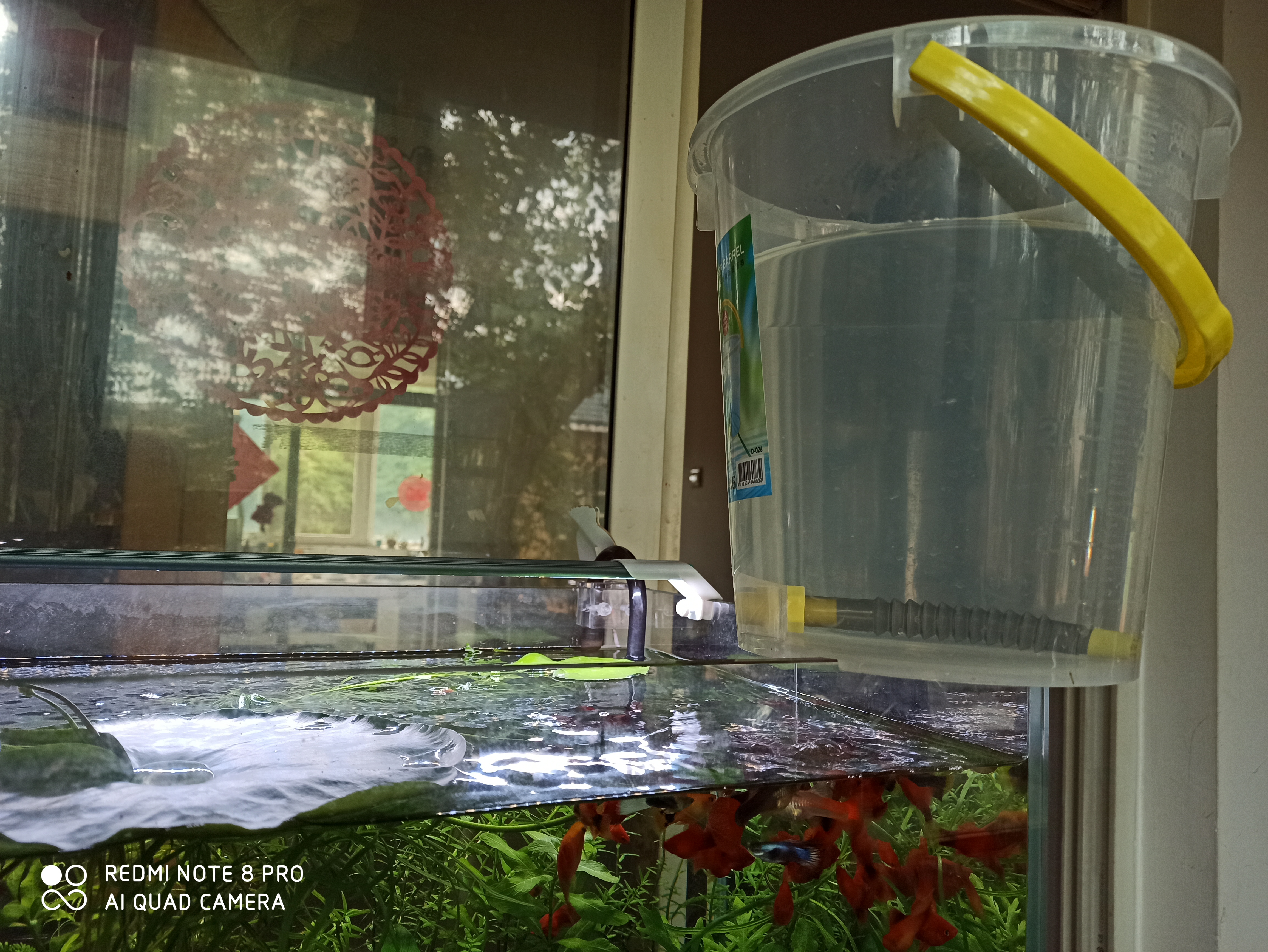 水草缸如何养虾和鱼,水草缸养好水草