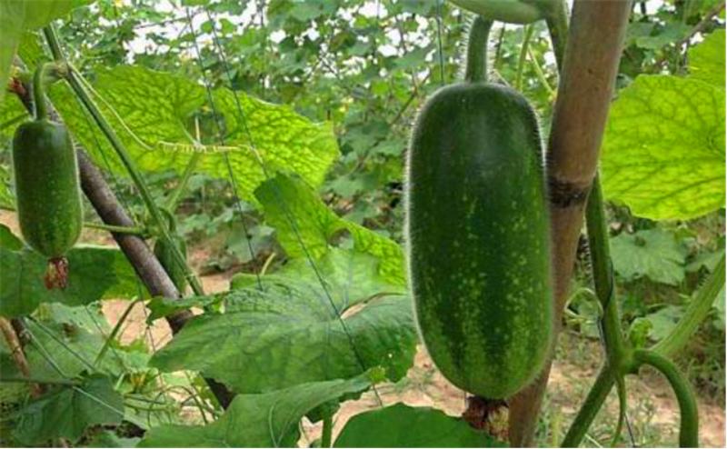 冬瓜正确的整枝打叉的方法,小冬瓜怎么整枝打叉结瓜多