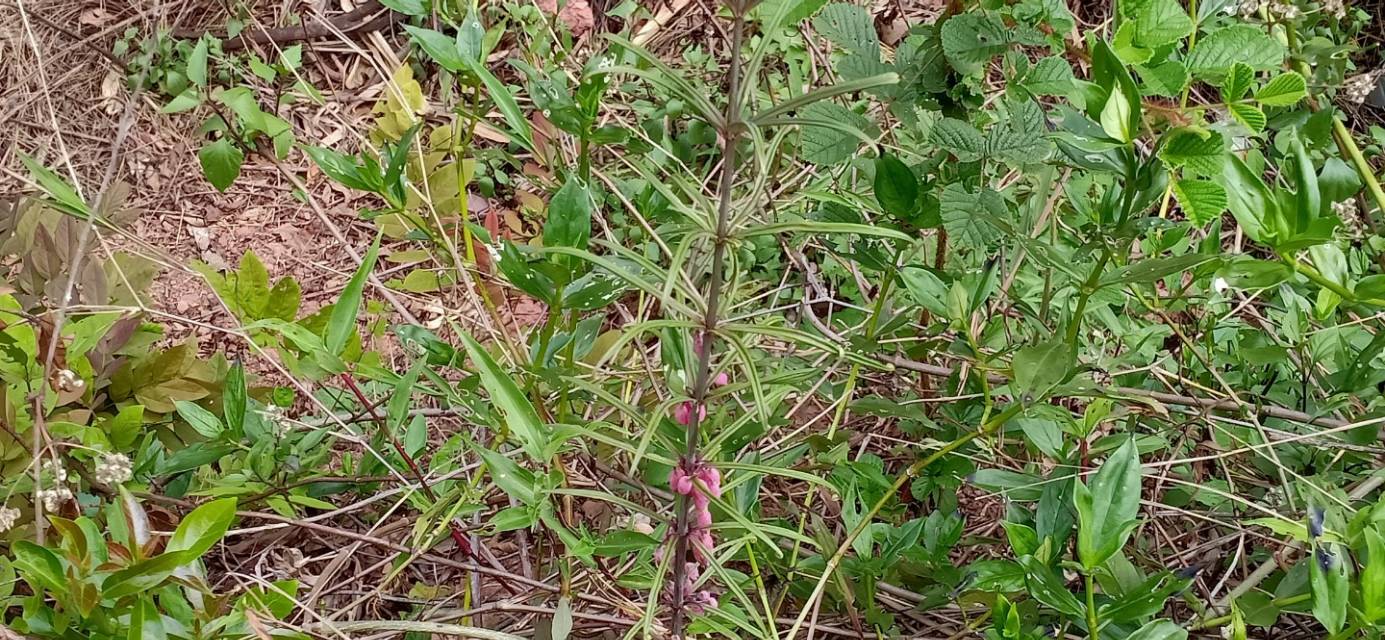 野生长在山上白芨图片,野生白芨允许挖吗