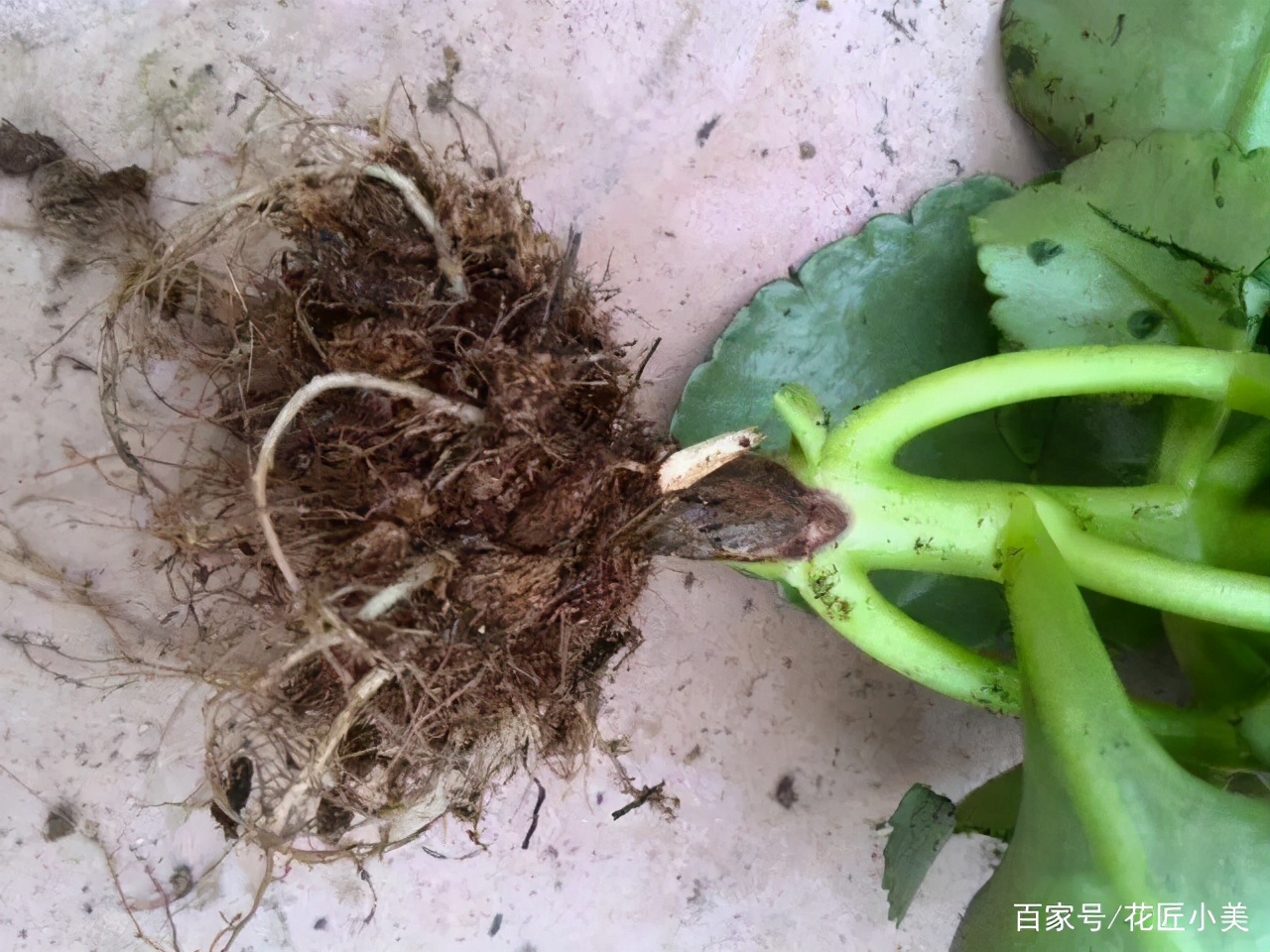 长寿花不好养怎么回事,长寿花一般怎么养才好