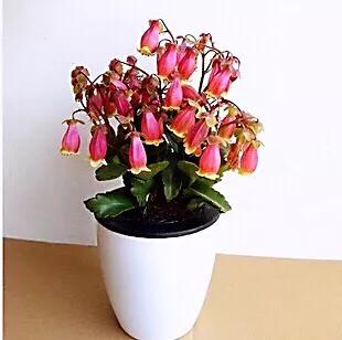 宫灯长寿花开花香吗,宫灯长寿花重瓣好养吗