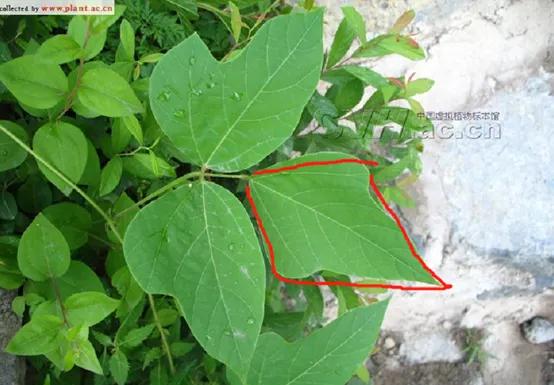 葛姓分类表,粉葛与柴葛的识别方法视频