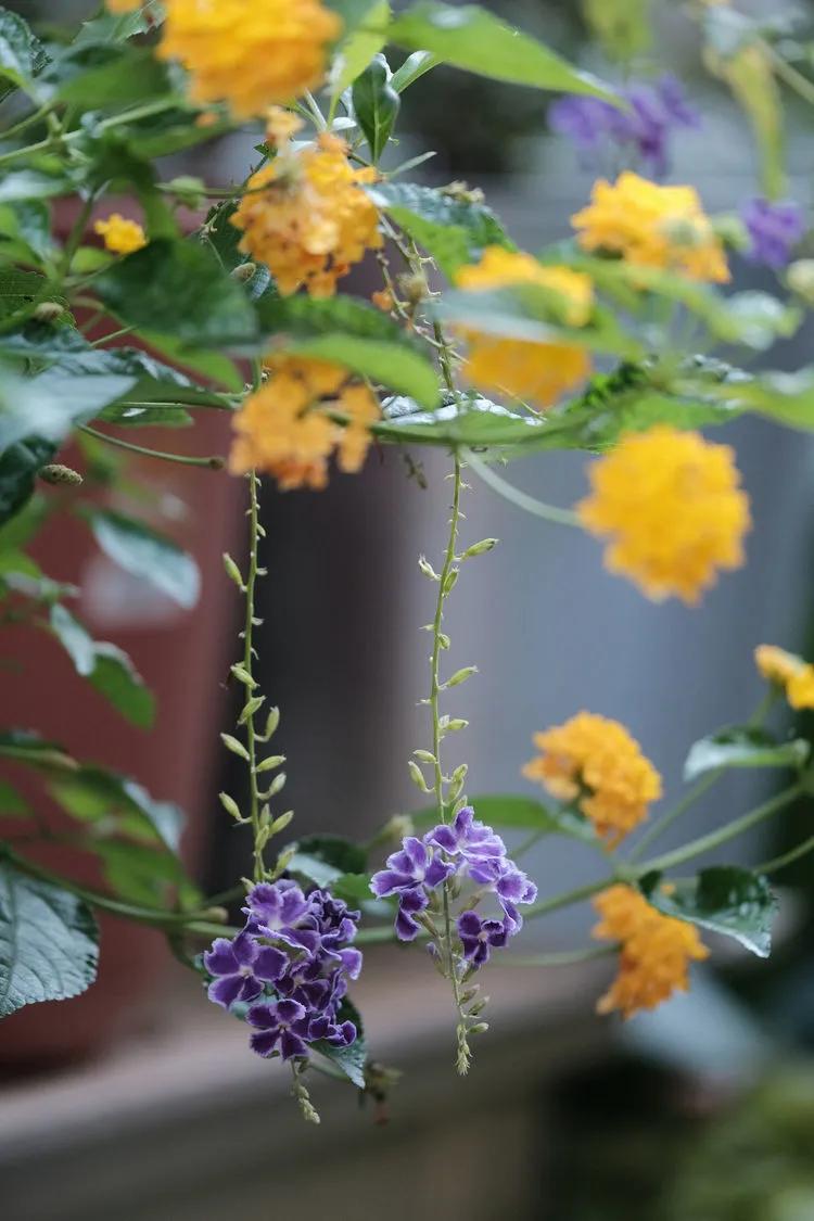 三年前买了套绿地110平三房130万,三年前耗资百万打造小院出售