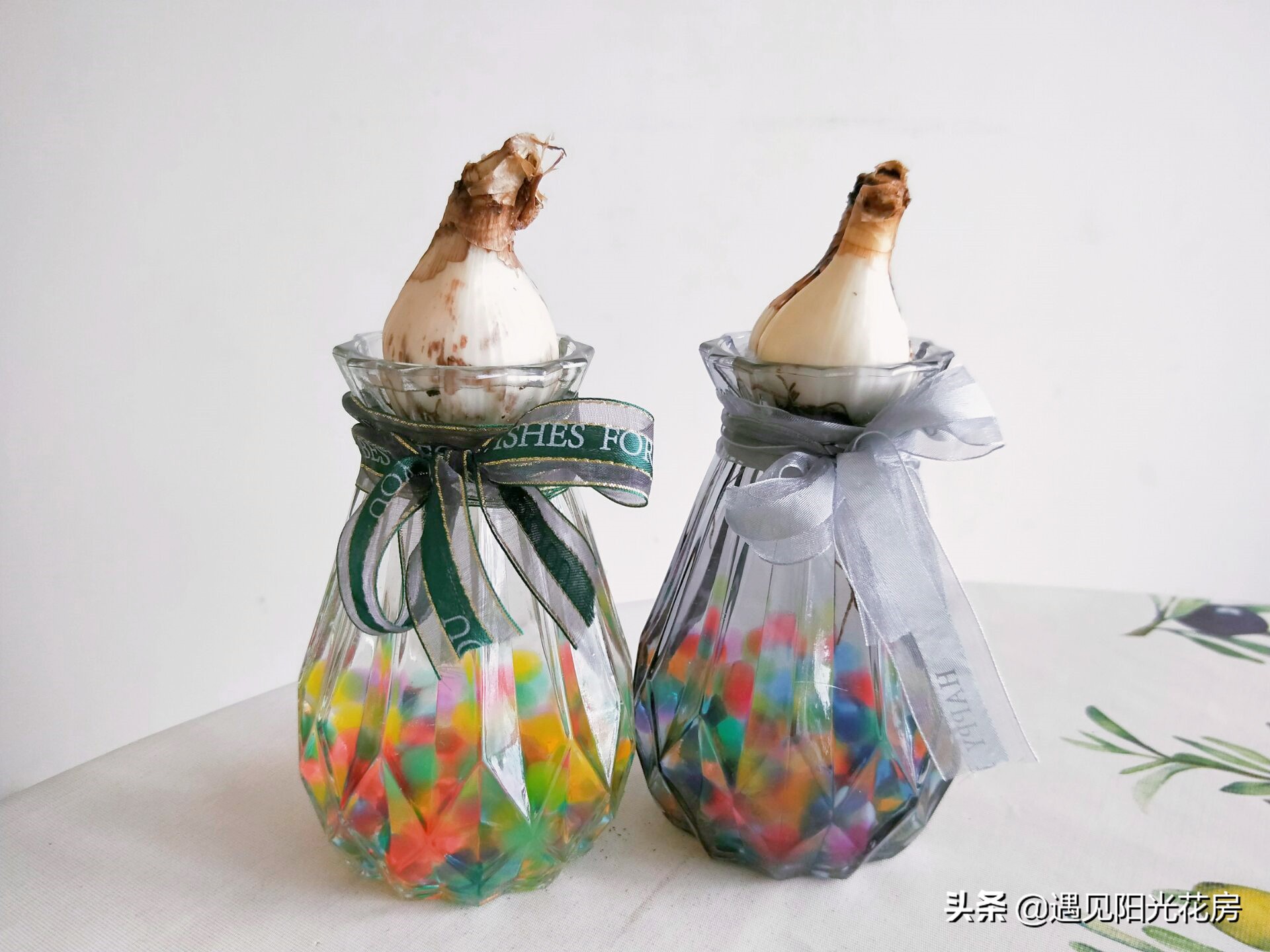 水培风信子种球发霉了怎么办,水培风信子种球开过花后怎么处理