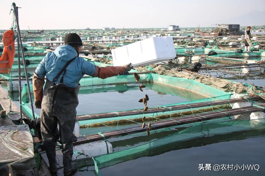 福建吊笼海参养殖技术,海参养殖技术视频全集