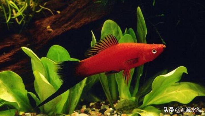 有哪些适合新手饲养的观赏鱼,推荐几款适合新手饲养的观赏鱼