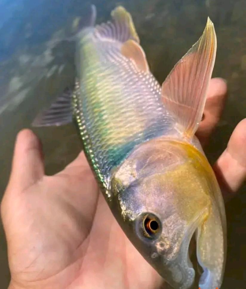 北京周边钓马口鱼的地点,北京溪流常见鱼