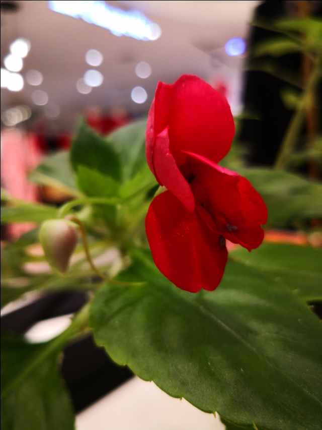 西宁之夏丨遇见美丽的凤仙花