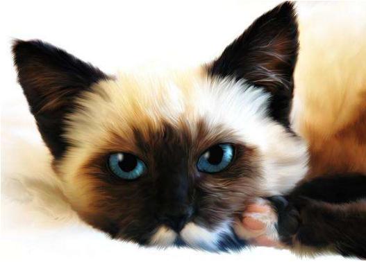 长城欧拉朋克猫2021款价格,猫的品种及价格100到300