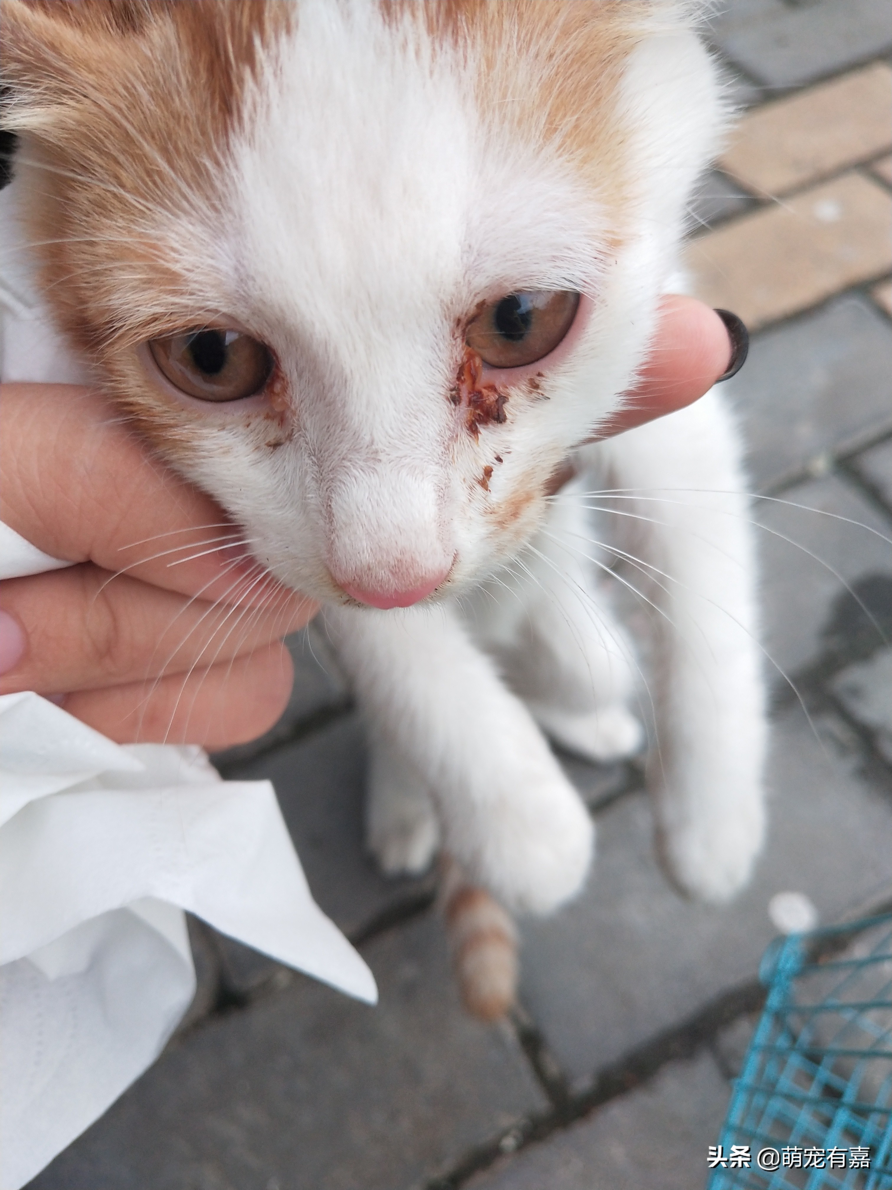 猫鼻支炎病毒是怎么感染的,猫传染性鼻气管炎的病原是