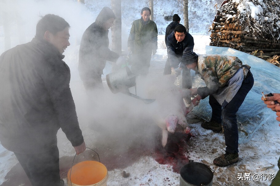 哪里体验正宗的东北杀猪菜,带着浓浓年味的杀猪菜