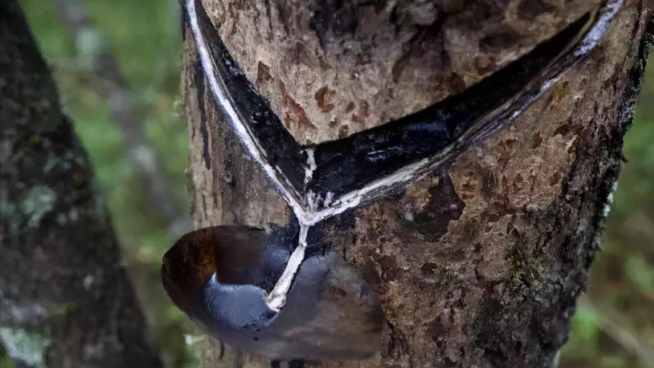 人们为什么都说漆树会咬人,会咬人的漆树长什么样子