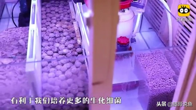 大缸什么过滤效果最好,什么过滤方式小缸效果最佳