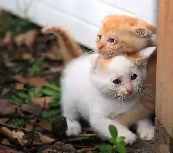 养猫咪新手入门必知哪种猫好养,养猫如何挑选猫咪