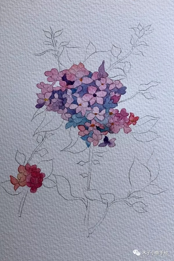 水彩画绣球教程四点画法,绣球花水彩画教程