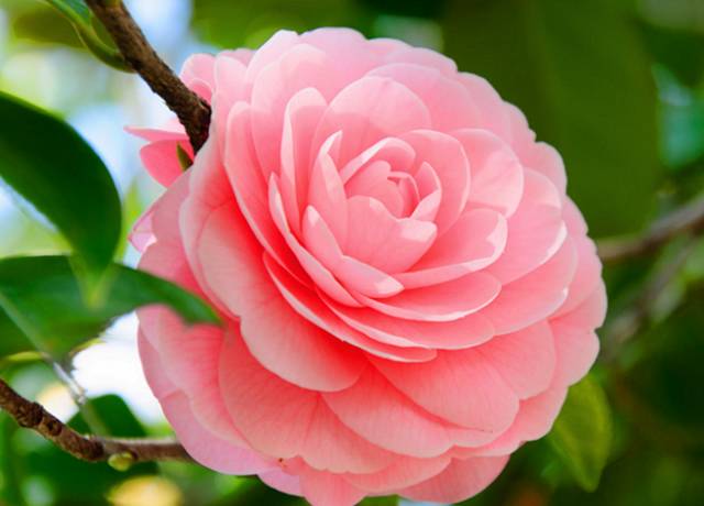 中国十大名花惊艳千年,中国十大名花美极了