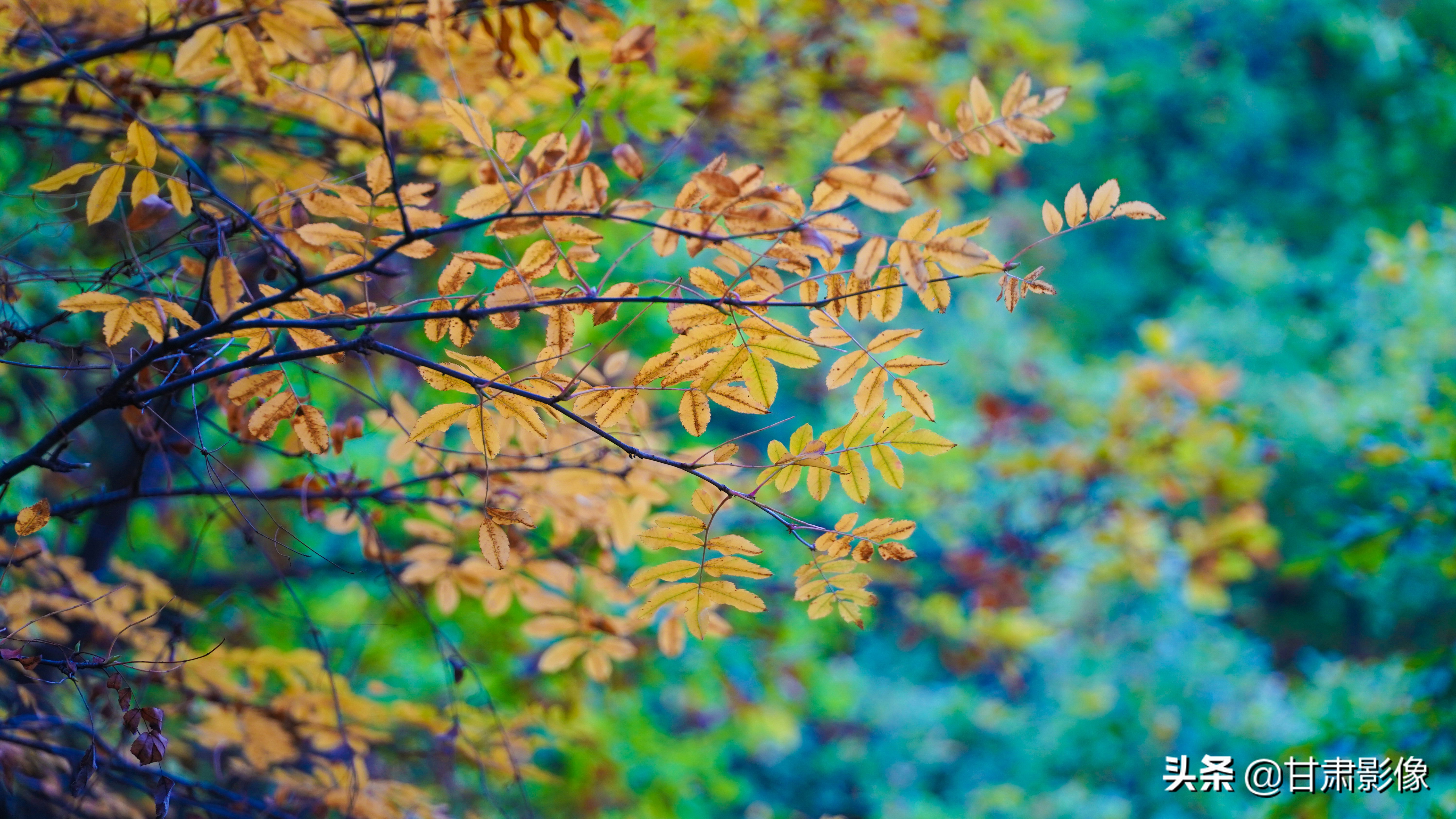 索尼电影镜头28-135能拍照吗,索尼相机18-135镜头介绍