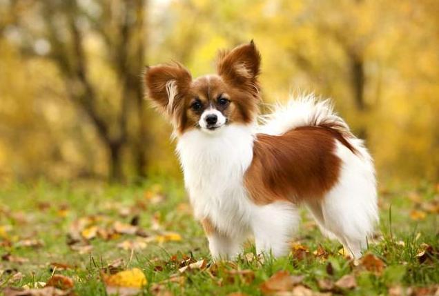 现在什么小型犬最便宜,不考虑价格哪种小型犬比较好