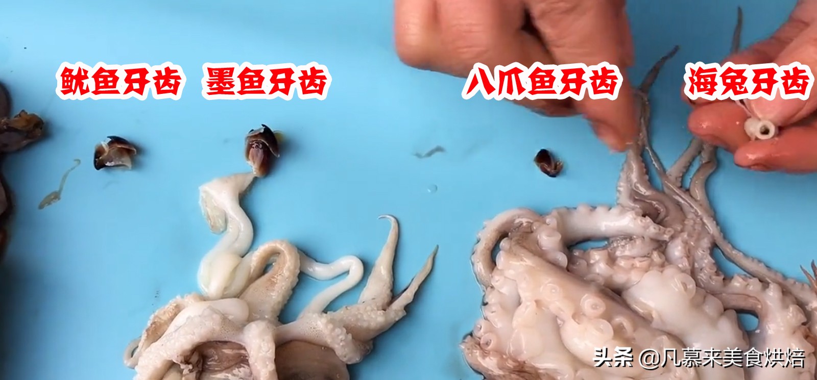 海兔墨鱼和八爪鱼哪个好吃,八爪鱼墨鱼鱿鱼海兔