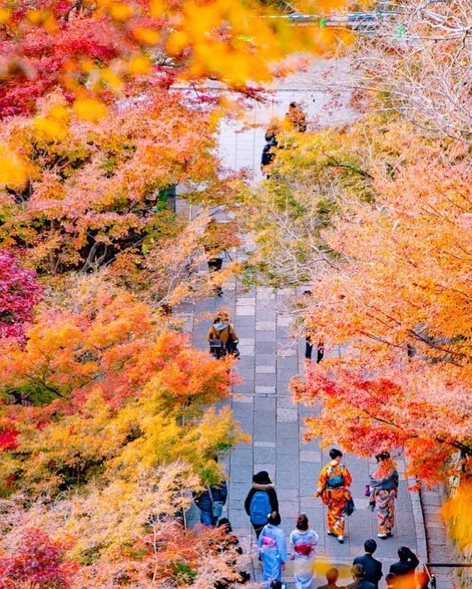 停车坐爱枫林晚风景,停车坐爱枫林晚季节