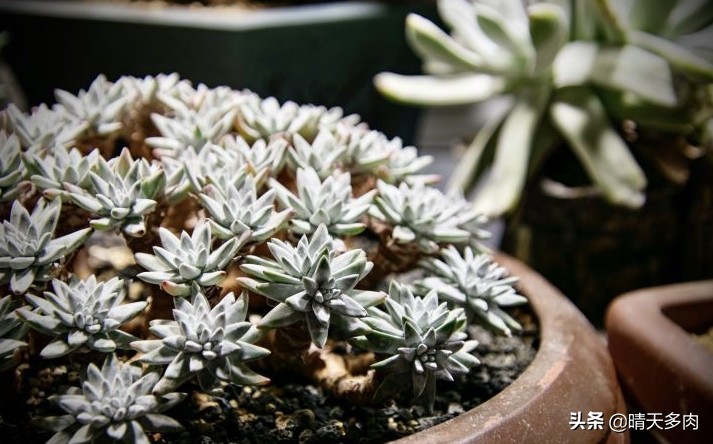 你看花如雪如霜白璧无瑕——多肉仙女杯大集合