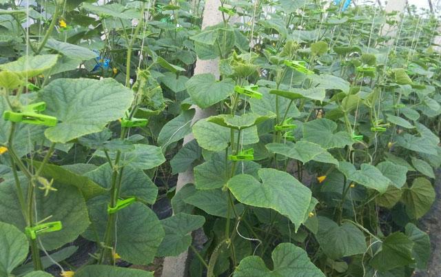 大棚蔬菜的蓟马怎么防治,大棚黄瓜蓟马各种虫害图片