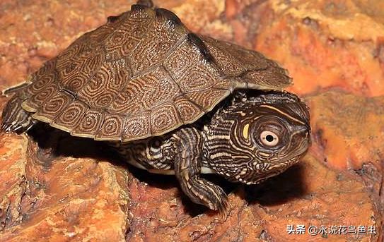 养乌龟新手入门养什么龟,新手养乌龟推荐养什么样的龟