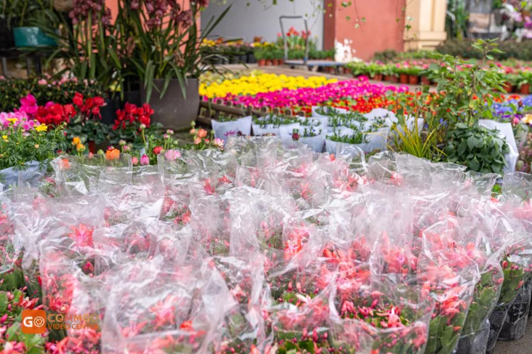 重庆最大的花市在哪里,重庆花市排名前十名