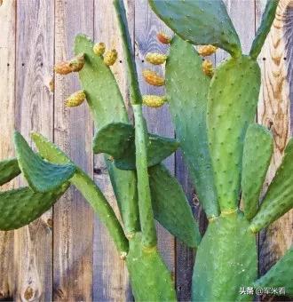 野外生存取饮用水方法,野外生存技巧之野外如何获得水