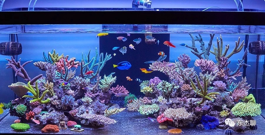 海缸最好的过滤系统,海缸推荐用什么过滤器