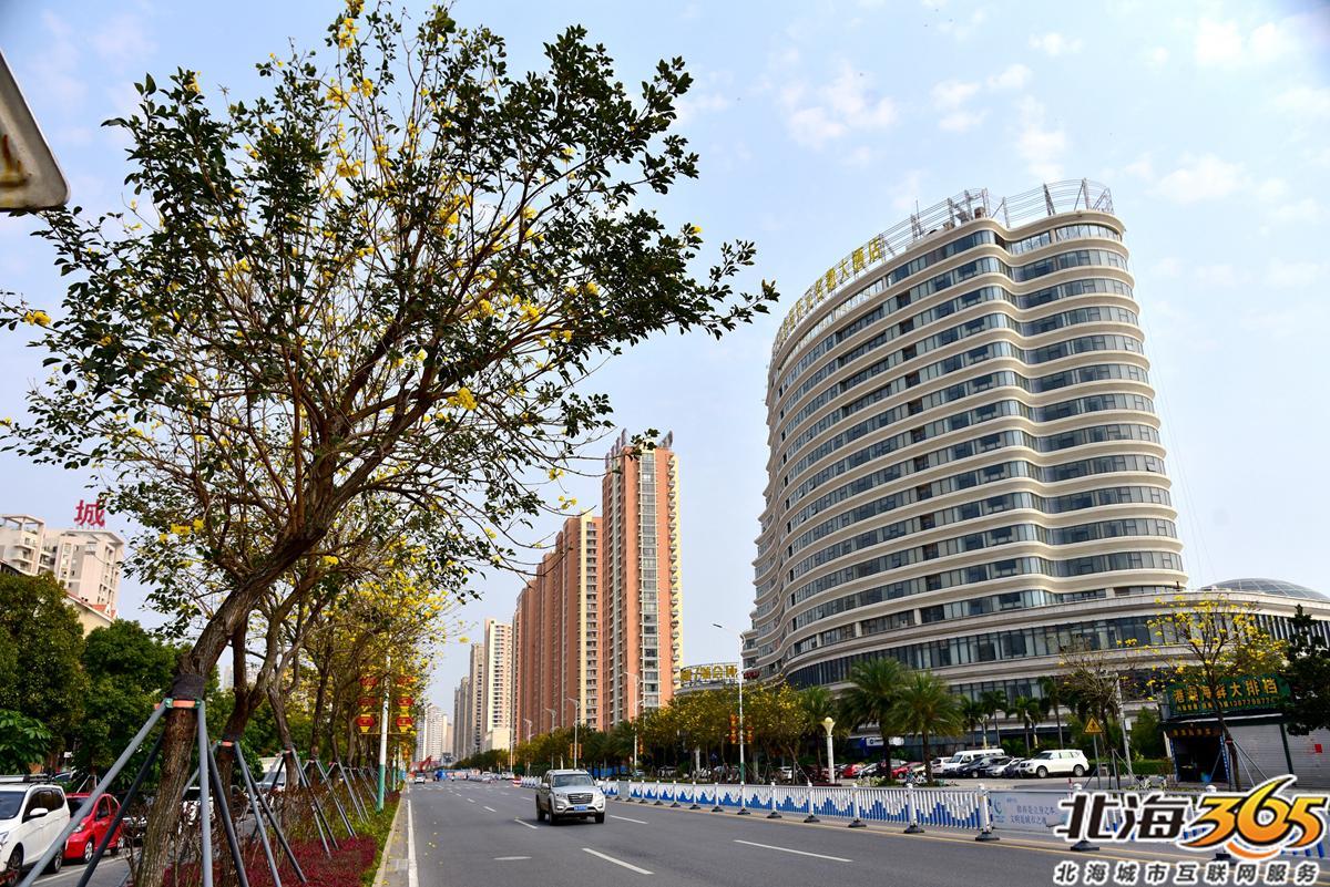 「多图」春天来了!北海街头的三角梅、黄花风铃开得好艳
