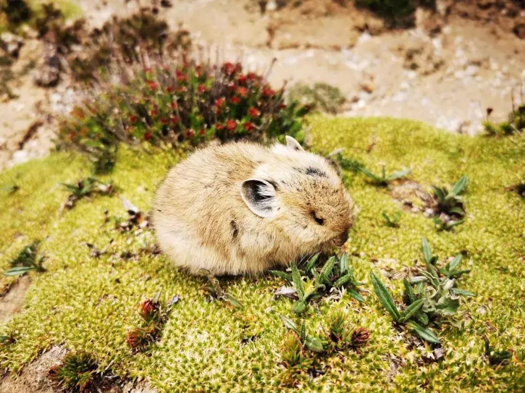 3.0t直列六缸硬派越野车型有哪些 (最便宜的3.0tv6越野车型)