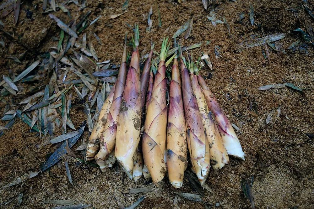 人间四月天恰逢春意浓,人间四月天暮春时节