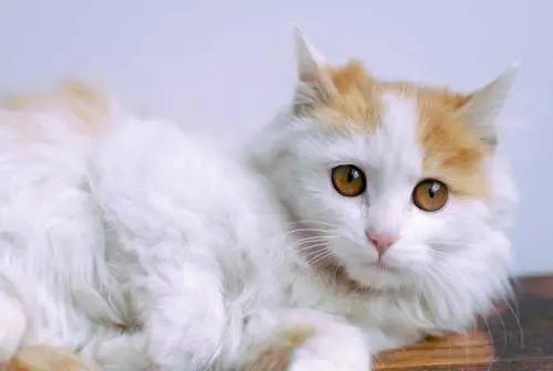 猫咪呕吐黄色粘液没有精神大便稀,猫咪呕吐吃阿莫西林克拉维酸钾片