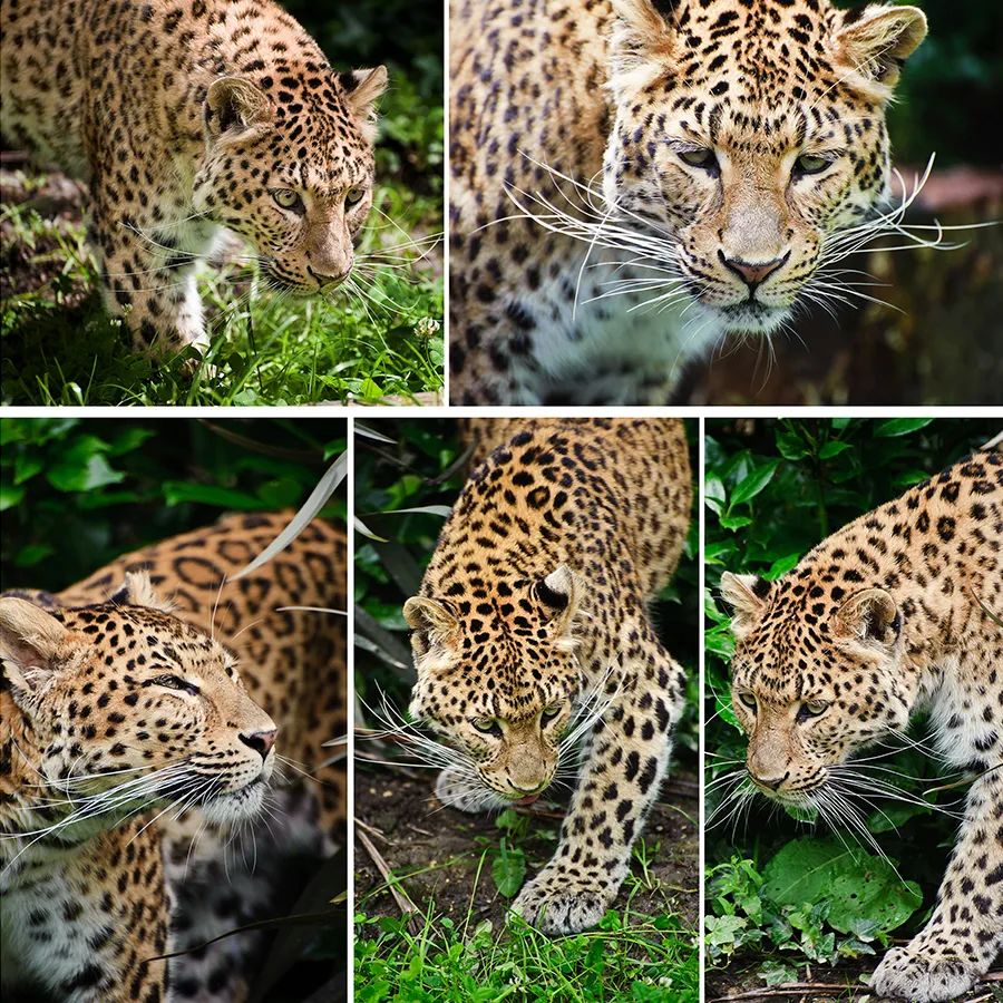 儿童画教程｜艺术创想美术课程《森林里的小花豹》