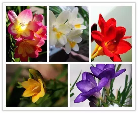 史上最全的花卉介绍，认识超过30种以上绝对是大神